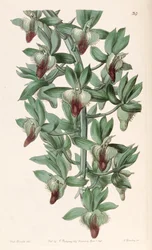 Catasetum socco